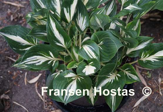 Hosta Americana